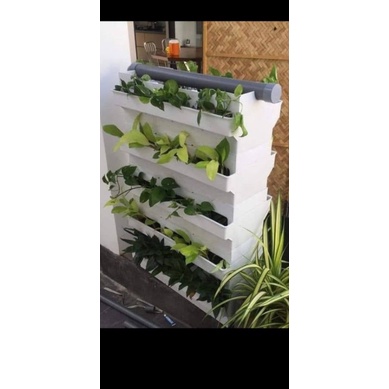 Baki đại Trắng và đen