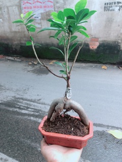 Cây Si Bonsai Nhật