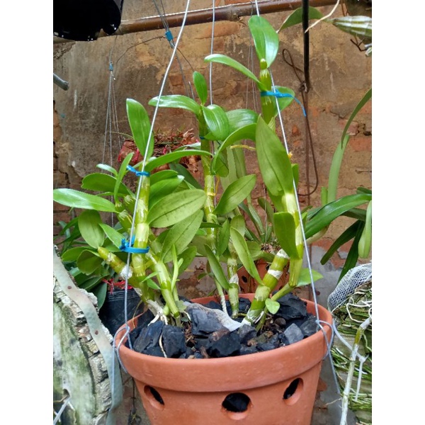 1 chậu 5ct phú thọ