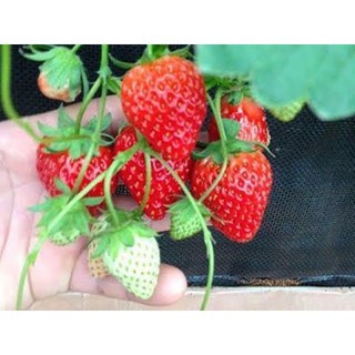 [Ngó] cây giống dâu Nhật Hana - Giống siêu trái chịu nhiệt tốt