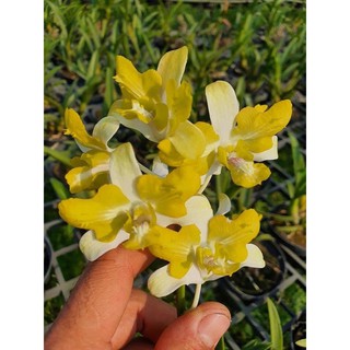 hoa lan Banana đột biến 3 lưỡi cây trưởng thành chậu p12