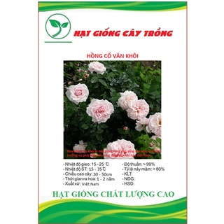 Hạt giống hoa hồng cổ vân khôi ct246 - gói 10 hạt