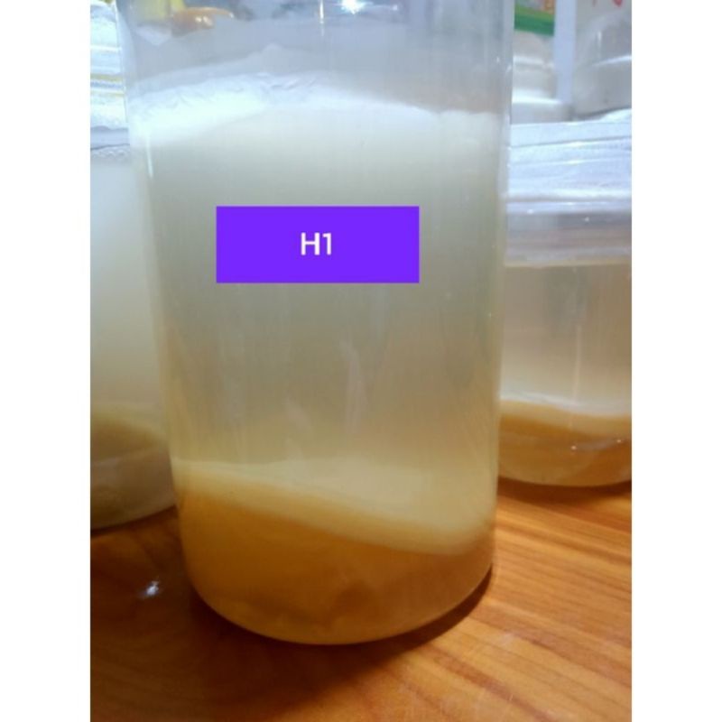 Giấm chuối nhà nuôi có con giấm