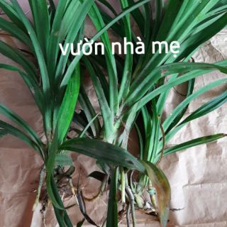 combo 5 cây lá dứa ( lá nếp ) link rễ trần