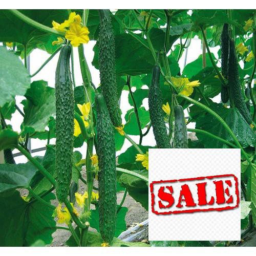 hạt giống dưa chuột kiếm nhật 15 hạt SALE