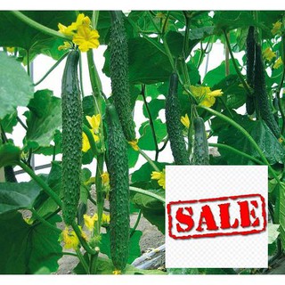 Hạt giống dưa chuột kiếm nhật 15 hạt SALE
