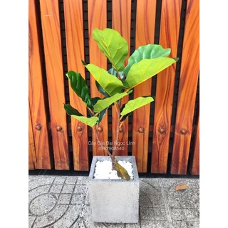 Cây bàng singapore giả 80cm