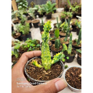 Mô Hình Nhân Vật Huernia Var Trong Euphorbia