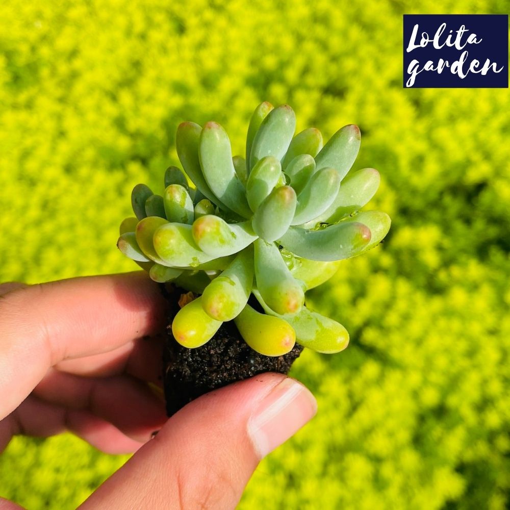 Sen đá thạch ngọc mĩ Đà Lạt size mini cây cảnh trang trí nhà cửa Lolita garden
