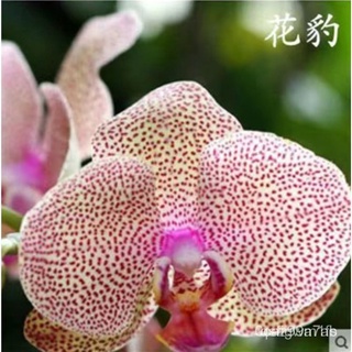 Hạt giống lan Hồ điệp 20h