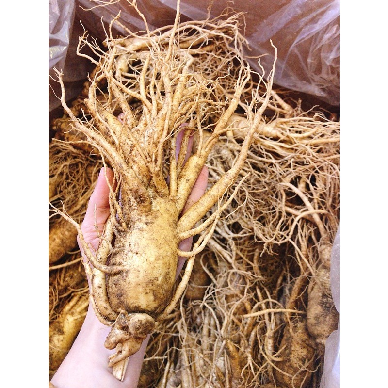 Nhân sâm tươi Hàn Quốc size 6 củ 1kg Giá 359k /1Củ To.
