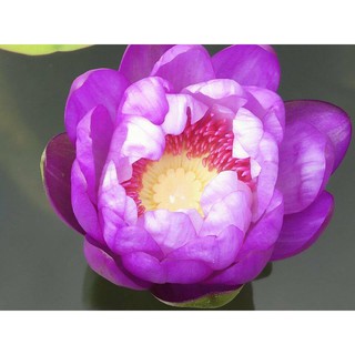 PHÂN TAN CHẬM SEN SÚNG - 24 viên/ gói