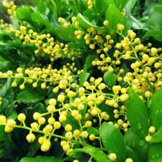 CÂY GIỐNG HOA NGÂU
