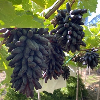 Cây Nho Giống Ngón Tay Đen Không Hạt. Mua 2 Tặng Kèm .