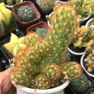 XƯƠNG RỒNG THẠCH TRỤ