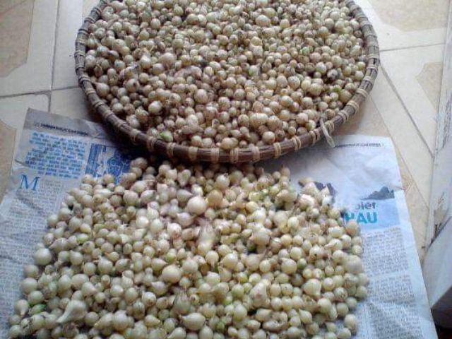 800g hành tăm ta Nghệ An