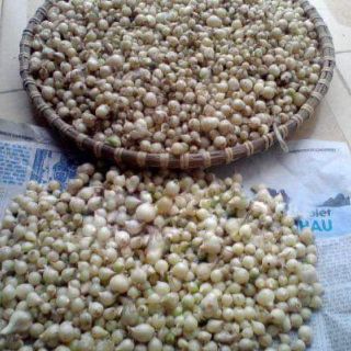 (chuyên sỉ) 1kg hành tăm ta (củ nén)Nghệ An
