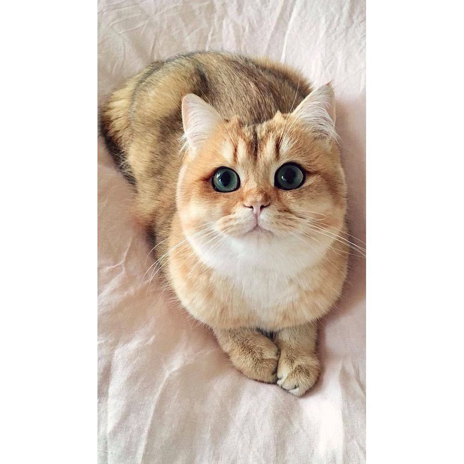 Thức Ăn Cho Mèo, Hạt Cho Mèo, Catrang Kitten_1.5kg