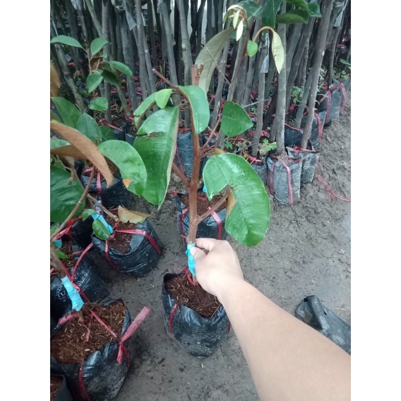 cây giống vú sữa mica