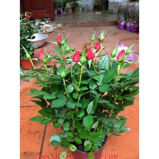 Gói 20 hạt giống Hoa Hồng Siêu Nụ Gói 20 hạt