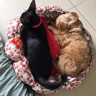 Nệm thú cưng