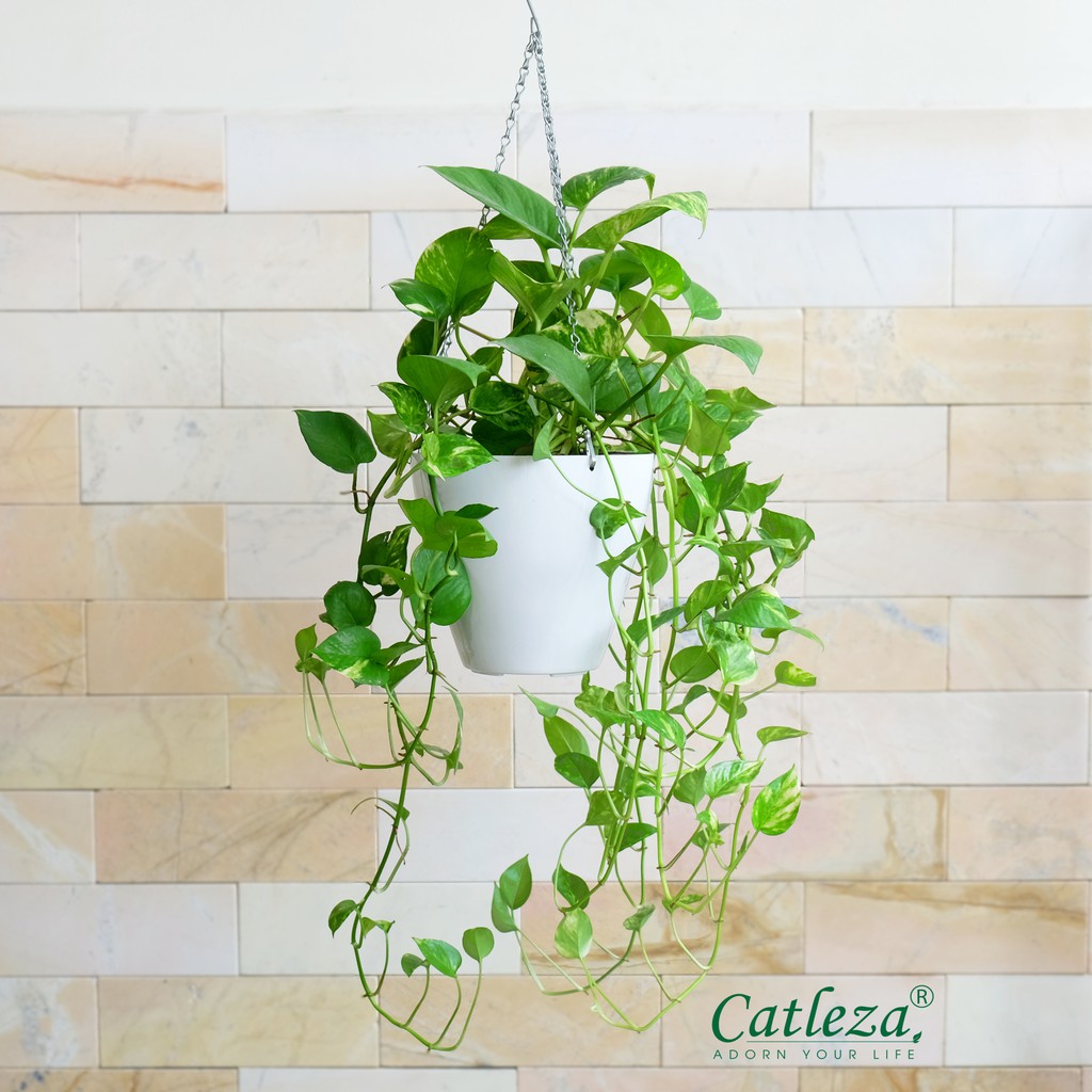 Chậu Nhựa Trồng Cây Thông Minh Sơn Treo Không Ống Thăm Dò Mực Nước CATLEZA 20x20x18 cm