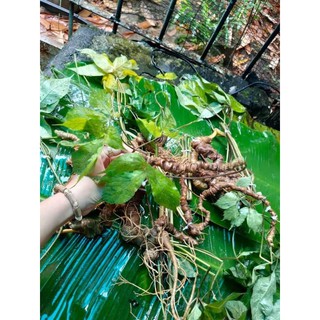 🍀SÂM NGỌC LINH CHUẨN RỪNG bao test🍀