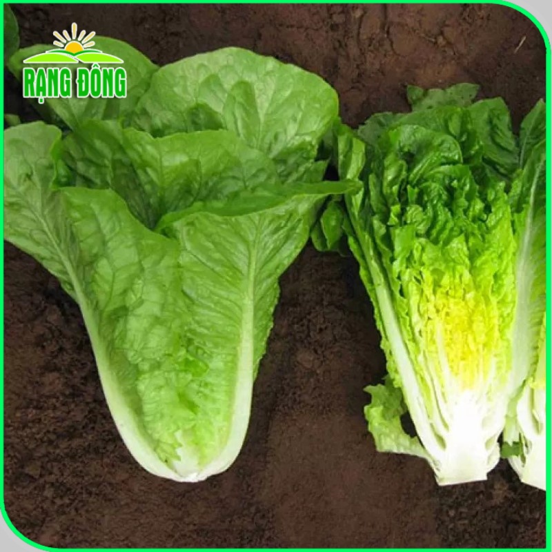 Hạt giống Xà lách Romaine xanh giàu dinh dưỡng, sinh trưởng khỏe, trồng quanh năm (gói 2 gr) - Hạt giống Rạng Đông