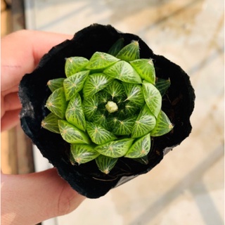 Sen đá kim cương đà lạt - lỗi 1 đổi 1