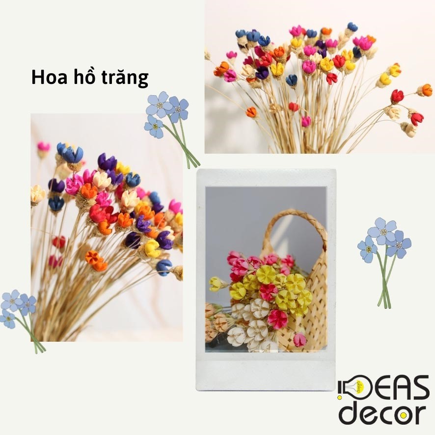 Hoa hồ trăng thanh nhã - Đạo cụ chụp ảnh cao cấp, trang trí nội thất phòng khách, cửa hàng - Ideas Decor