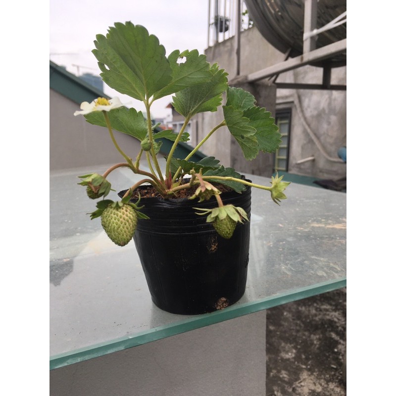 1 chậu trồng thuần Dâu tây chịu nhiệt(chỉ ship nội thành Hà Nội)