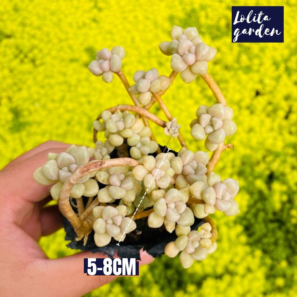 Sen đá kim tuyến cổ thụ Đà Lạt size bé cây cảnh trang trí nhà cửa Lolita garden