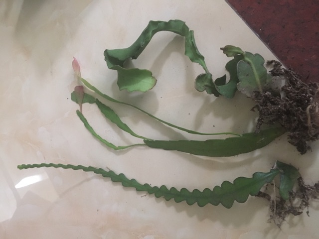 QUỲNH XOẮN