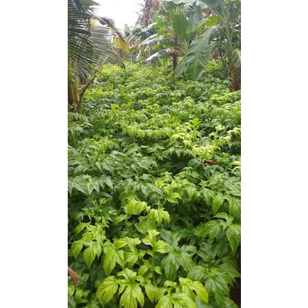 Bột Nưa Nguyên Chất 100%