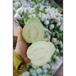 Ổi Lê - Ổi Quê