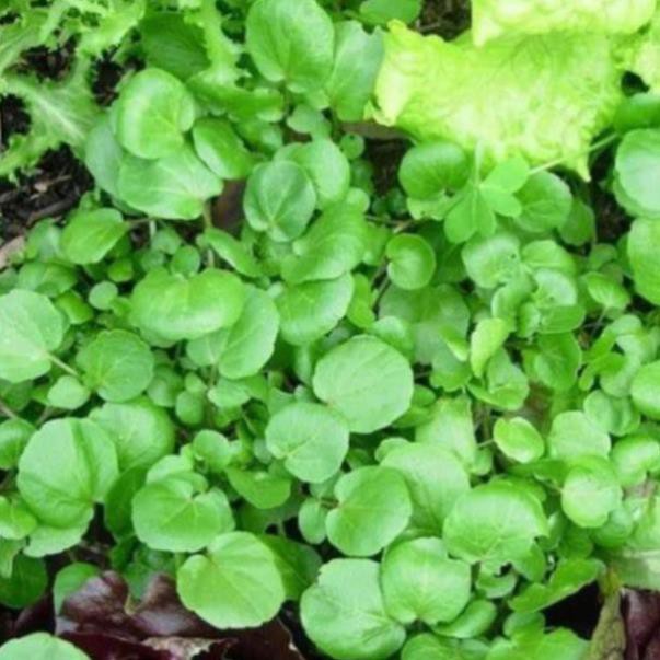 Hạt giống cải xoong 1gr (xà lách xoong Mỹ)