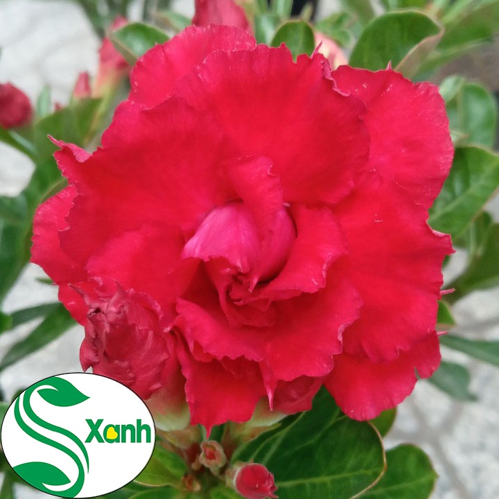 Cây Sứ Thái Ghép Hoa Cánh Kép