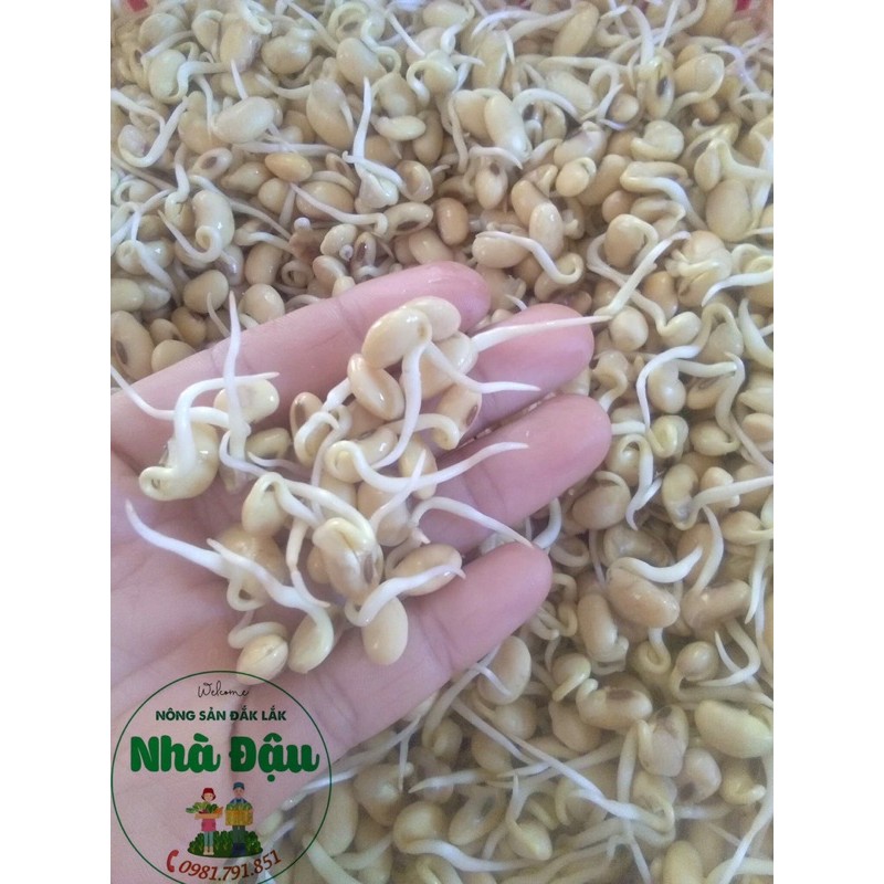 Mầm đậu nành nhà làm NADA Nuts 500gr, bột mầm đậu nành tăng vòng một, đẹp da, hỗ trợ tăng cân giảm cân