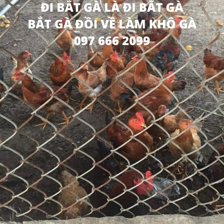 KHÔ GÀ TA XÉ CAY - Khô gà lá chanh | BigBuy360 - bigbuy360.vn