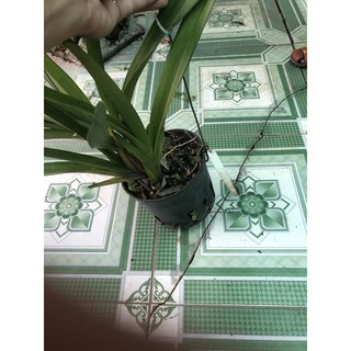 kiếm lùn mặt hoa xổ số