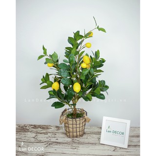 Cây giả - Cây chanh mỹ, đào, lê vàng, lê má hồng để bàn, trang trí tự nhiên như thật LanDecor