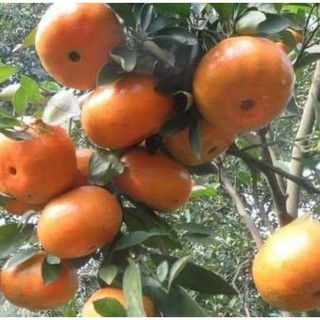 Phân bón NPK siêu to trái, mã đẹp