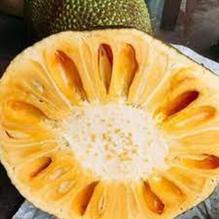 Cây giống Mít Nghệ Tứ Quý [ Cây ghép, cho trái sớm 18 tháng thu hoạch ]