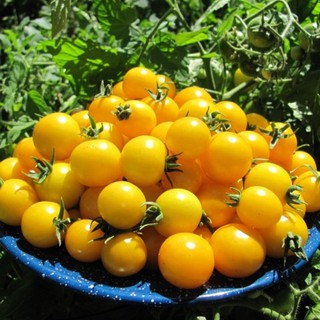 Hạt giống Cà Chua Bi Chùm Vàng_Cà chua Cherry chuỗi ngọc trái cây nhập nguyên gói Thái Lan