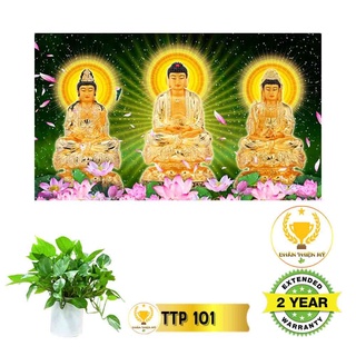 Tranh điện tam thế phật_ttp10