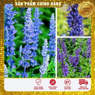 Hạt Giống Hoa Xác Pháo Xanh