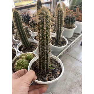 Xương rồng trụ nến vàng 18 -20cm