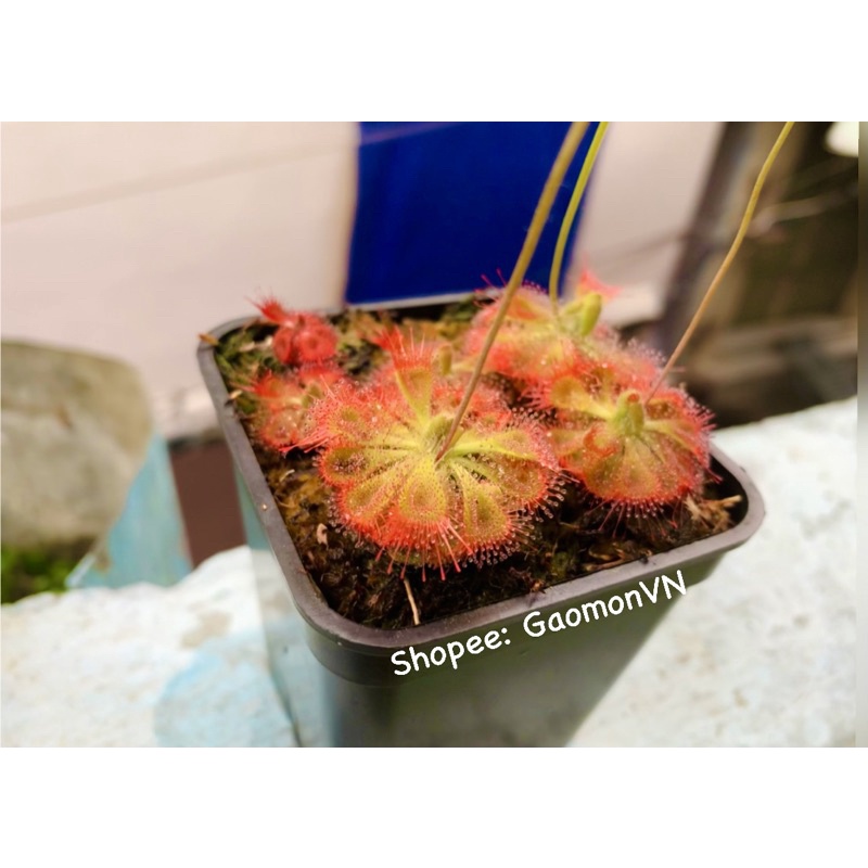 Hạt Cây Bắt Mồi Gọng Vó Bèo Đất Burmanii