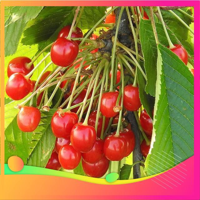 Hạt Giống Anh Đào Cherry- 5 Hạt [ Tặng bộ dụng cụ làm vườn Mini 3 món ] VIETGAR