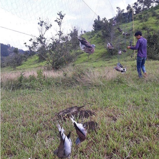 Lưới chim 6cm cao 5m dài 10m 20m 30m 40m lưới tàng hình hàng Thái Lan bắt các loại cu gáy + cò vạc + các loại chim